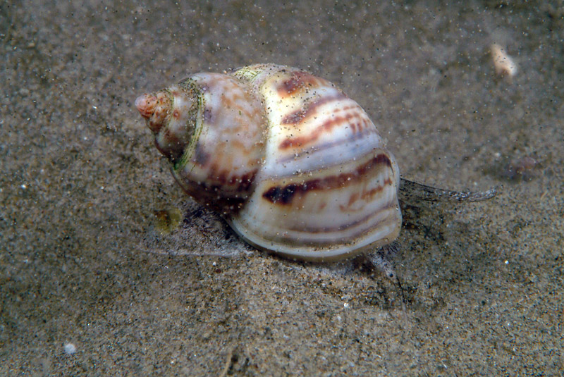 Nassarius mutabilis